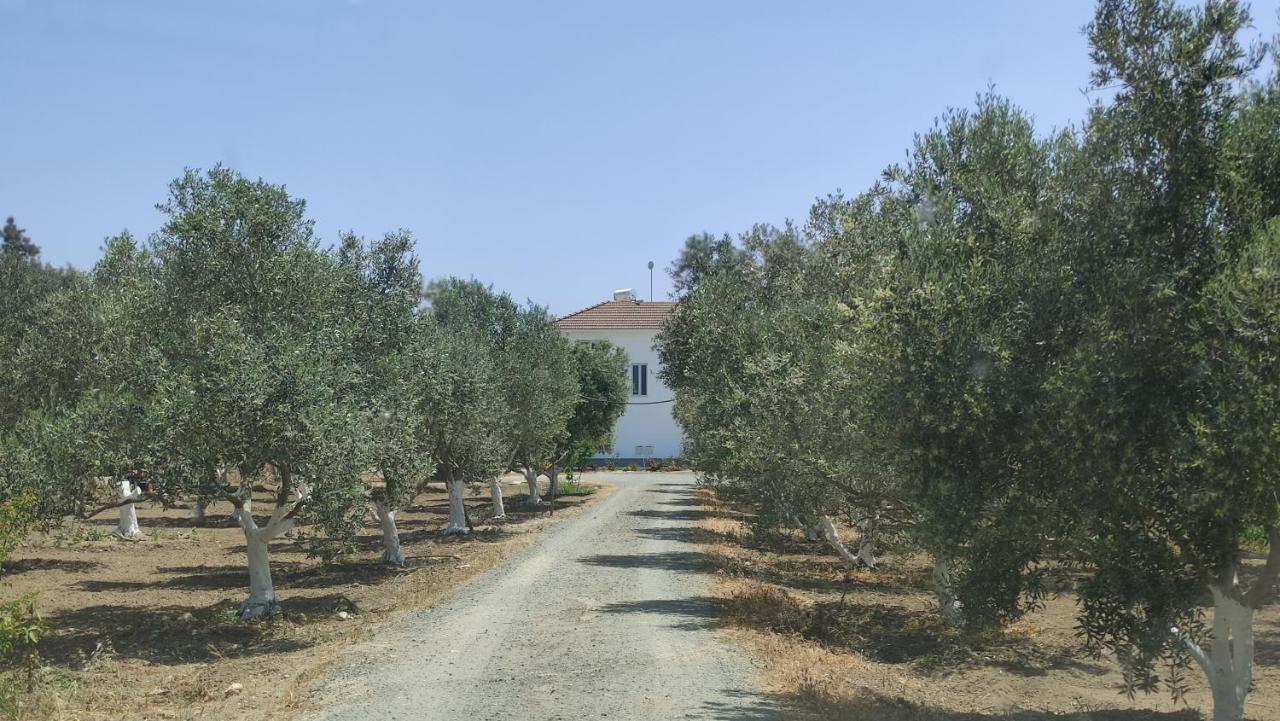 Kiti Village Villa, Cyprus, Salt-Water Pool, 6 Bedrooms, Larnaca المظهر الخارجي الصورة